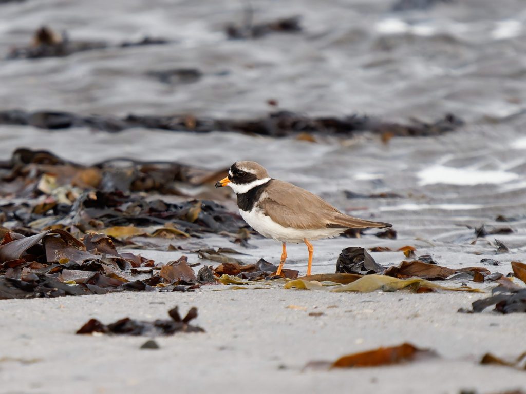 What Have I Been Up To? – Ivor Rackham